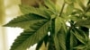 FILE - Marijuana plants grow at LifeLine Labs in Minnesota, June 17, 2015. At least two tribal nations are expected to open Minnesota’s first recreational marijuana dispensaries in August 2023, the same month recreational marijuana becomes legal to possess and grow in the state.