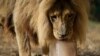 Greek Zoo Serves Animals Frozen Meals to Help Them Beat the Heat 