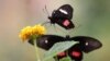 FILE - A Small Postman Butterfly feeds from a flower inside the Butterfly enclosure at the Zoological Society of London Zoo, in London, July 7, 2023. Annually, the U.K. conducts a butterfly count to assess the state of its environment.