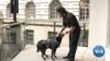 Top Honor For Hero Dog That Stopped White House Attack