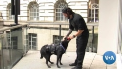 Top Honor For Hero Dog That Stopped White House Attack