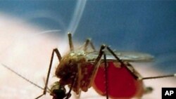 US scientists are experimenting with a compound of anti-malaria drugs that kill the parasite in its dormant liver stage.
