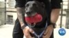 Top Honor For Hero Dog That Stopped White House Attack