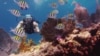 Upaya Menyelamatkan Terumbu Karang Atraksi Wisata Menyelam di Florida