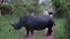 Rinoceronte, Parque de Kruger, África do Sul (Foto de arquivo)