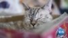  From Rescue Cat to Corporate Star