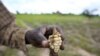 Seca preocupa agricultores cabo-verdianos
