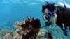 Phân nửa số san hô của Great Barrier bị mất đi trong 30 năm qua