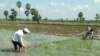 រូបឯកសារ៖ កសិករ​ប្រើ​សំណាញ់​អូស​យក​ដង្កូវហ្វូង ឬ ដង្កូវទ័ព​ចេញពី​ស្រែ​របស់​ខ្លួន។ (រូបភាព​ផ្តល់​ឲ្យ​ដោយ​អគ្គ​នាយកដ្ឋាន​កសិកម្ម​នៃ​ក្រសួង​កសិកម្ម) 